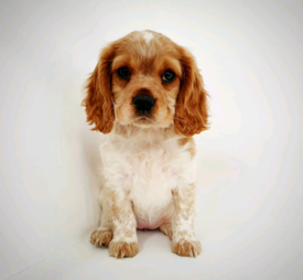 king charles spaniel gumtree